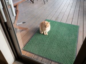 猫さん　260129 (1 - 1)