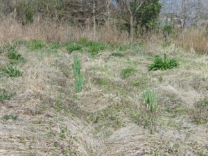 畑　返す　260405