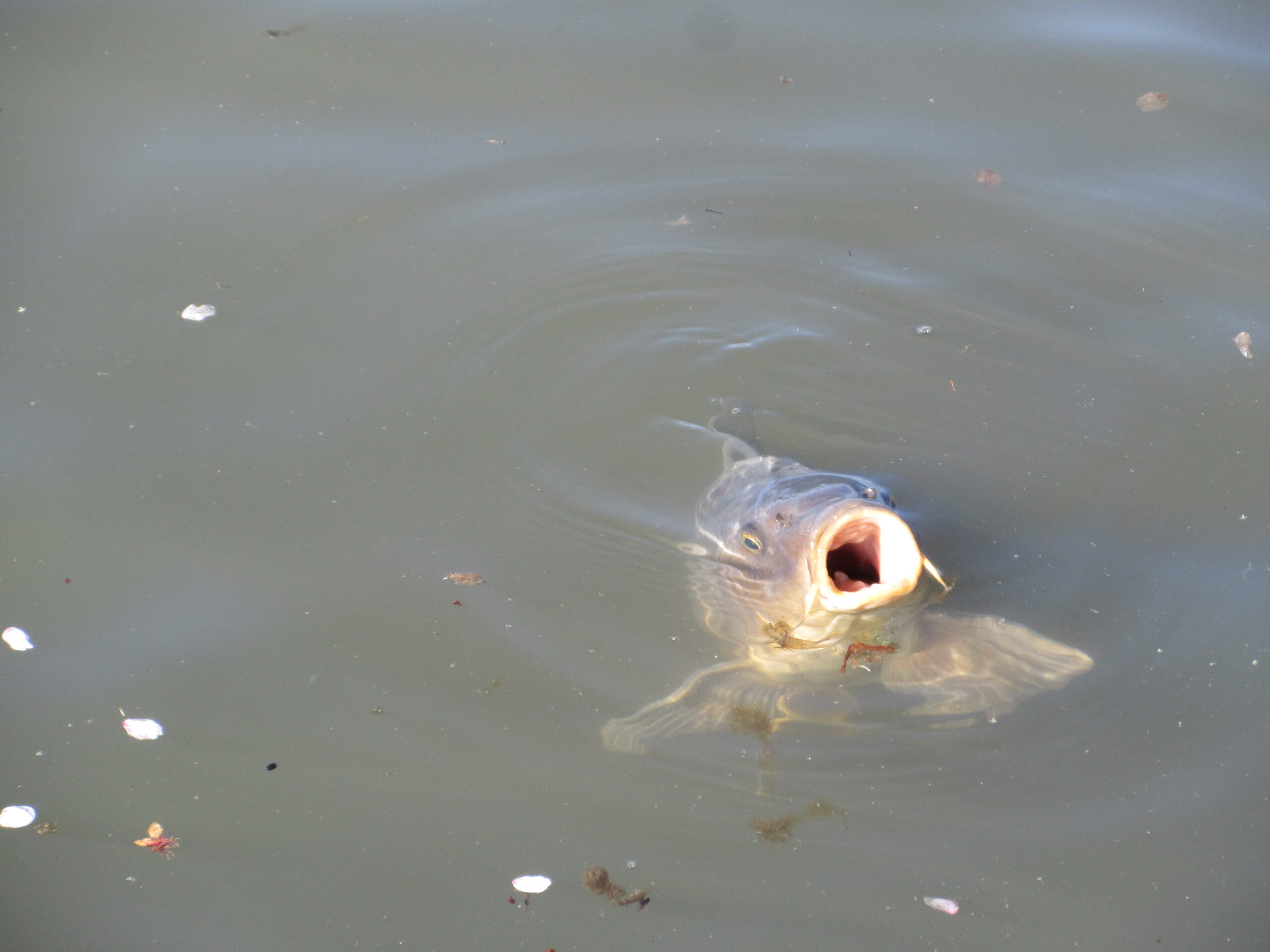 鯉　エサ　260415