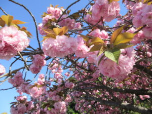 八重桜　千波湖　260417