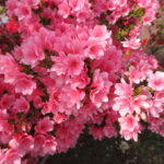 ツツジ　260419