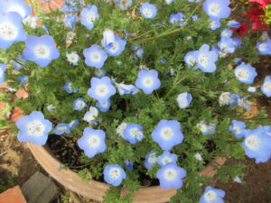 ネモフィラ　260421