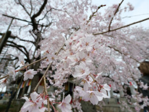 桜　六地蔵　260330 (1 - 1)