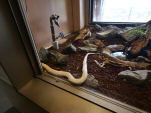 白蛇　260406 (1 - 1)