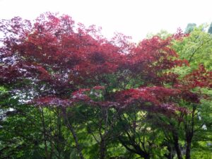 紅葉？！　260525 (1 - 1)