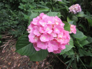 紫陽花　260605