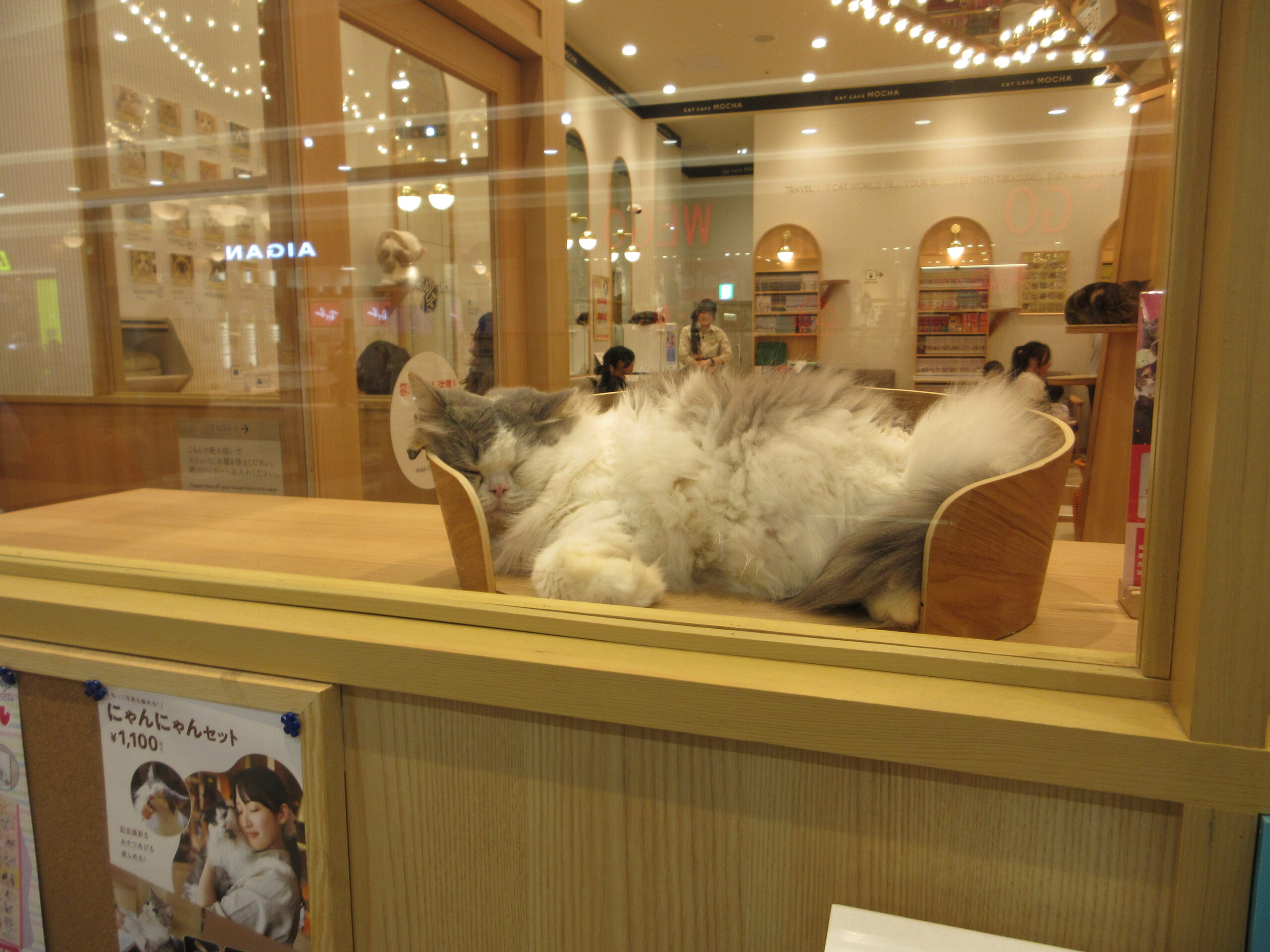 猫カフェ　260916